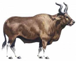 Oeros Oeros